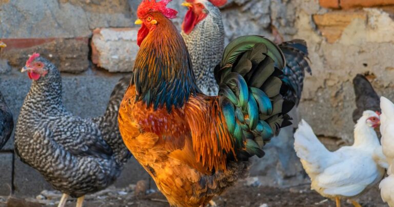 Feathered Friends: Raising Chickens for Beginners