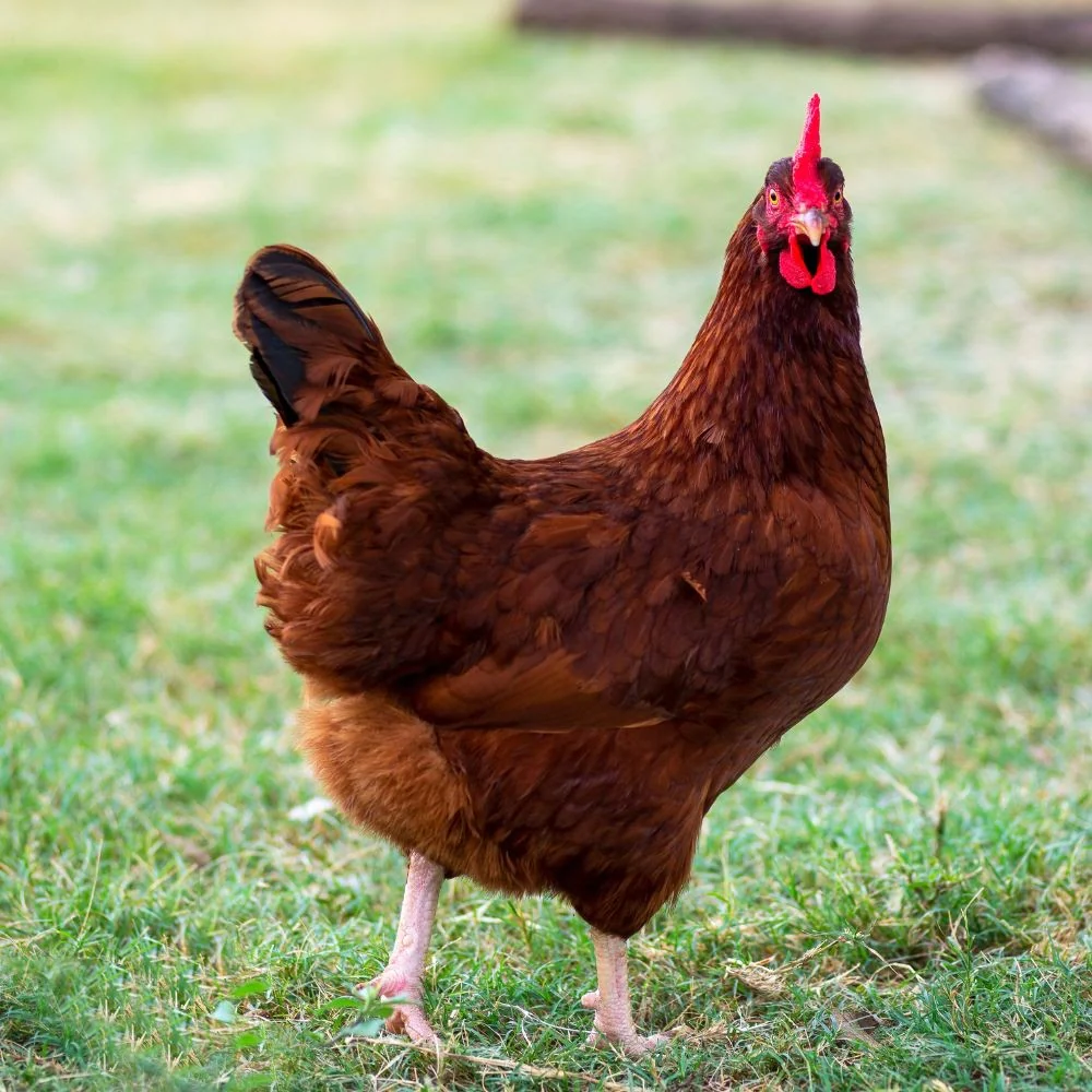 Rhode Island Red Chicken