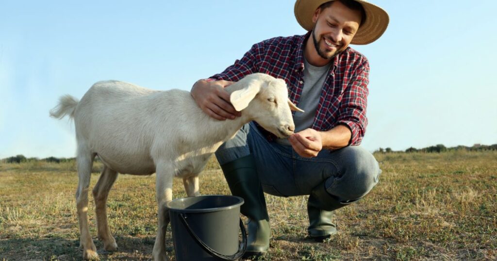 The Basics Of Animal Husbandry For Homesteaders - Alex Greenfield The ...