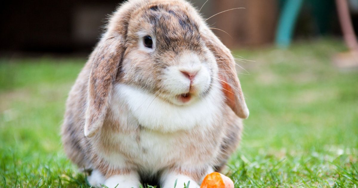 Raising Rabbits for Meat and Fur