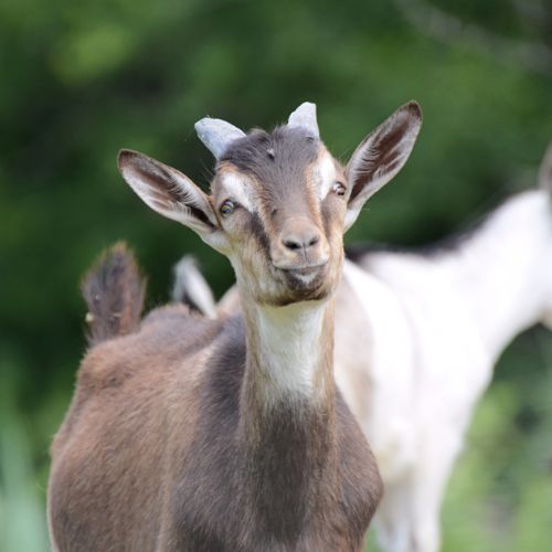 Alpine goat