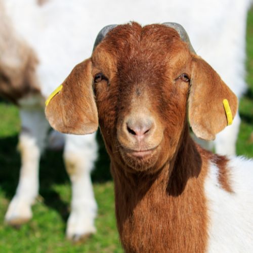 Raising Goats on Your Homestead - Alex Greenfield The Teaching Cooperative