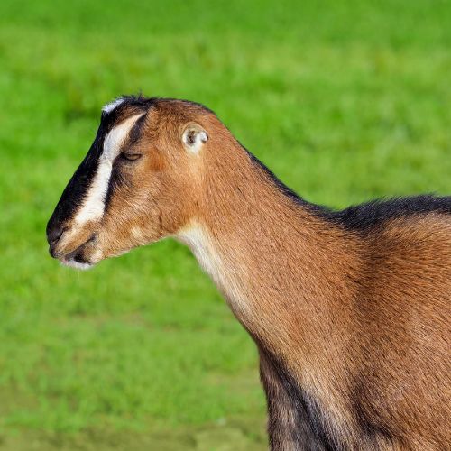 LaMancha goat