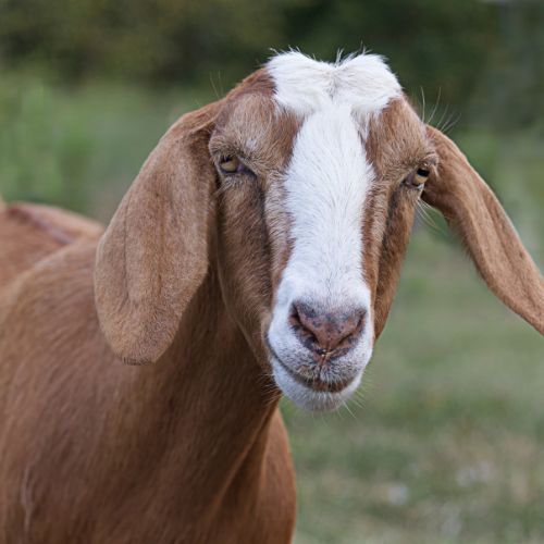 Nubian goat