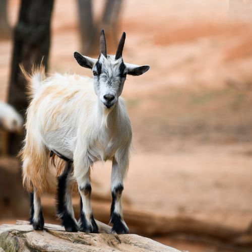 Pygmy goat