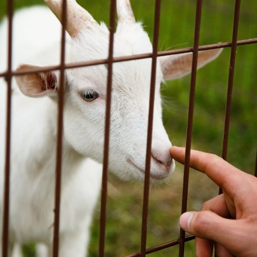 Saanen goat